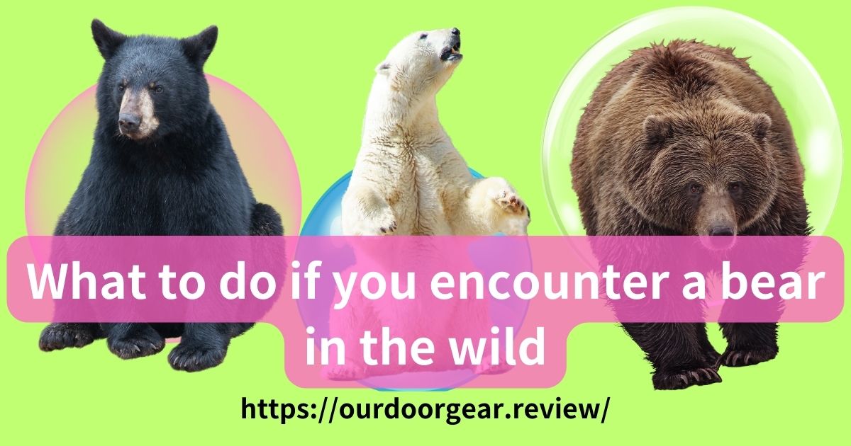 You are currently viewing What to do if you encounter a bear in the wild